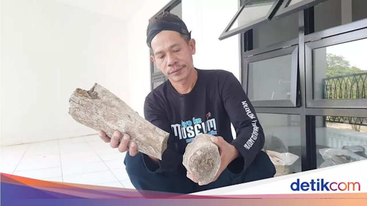 Fosil Hewan Purba Ditemukan Warga Kudus