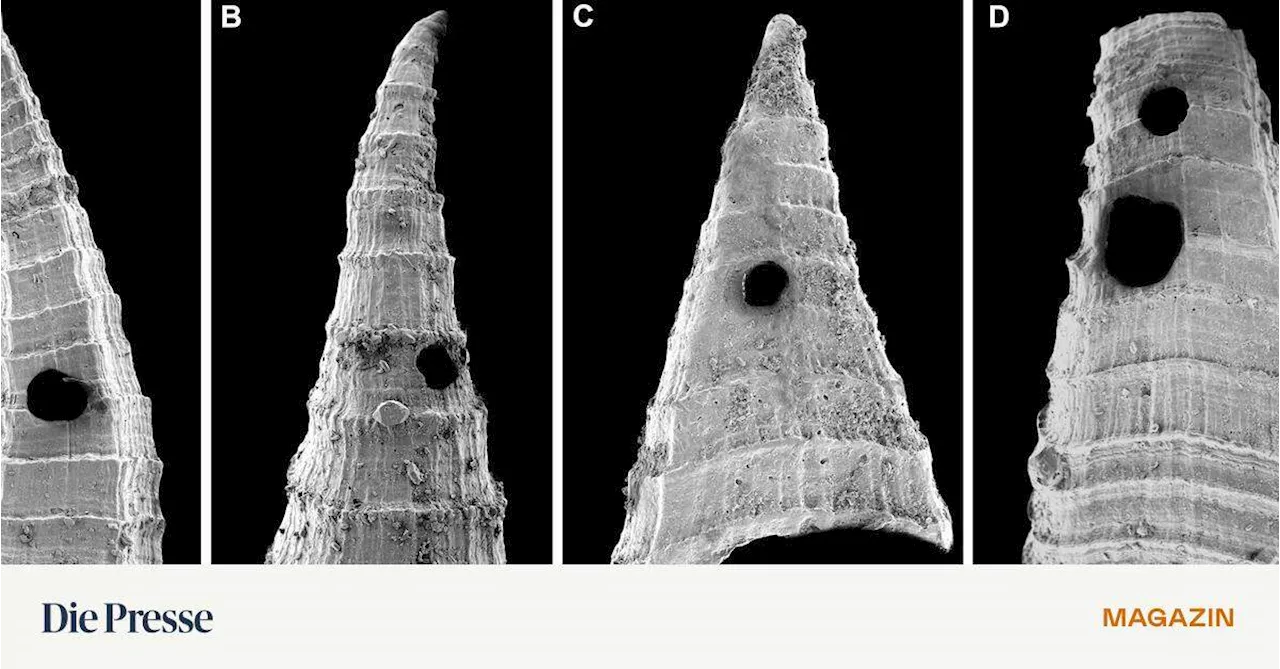 Evolutionäres Wettrüsten vor 517 Millionen Jahren: Muscheln gegen Angreifer