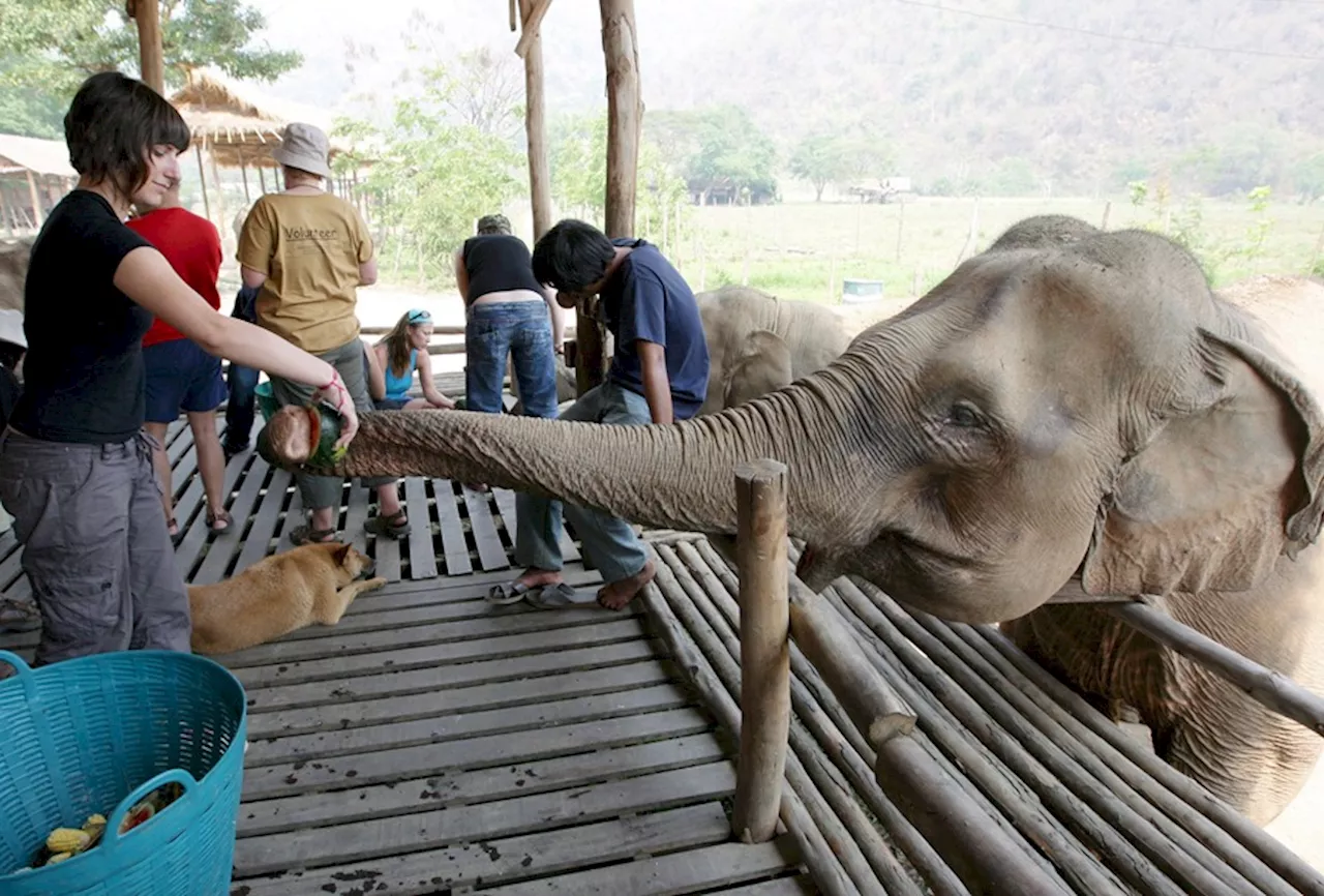 Turista española muere tras ataque de elefante en Tailandia