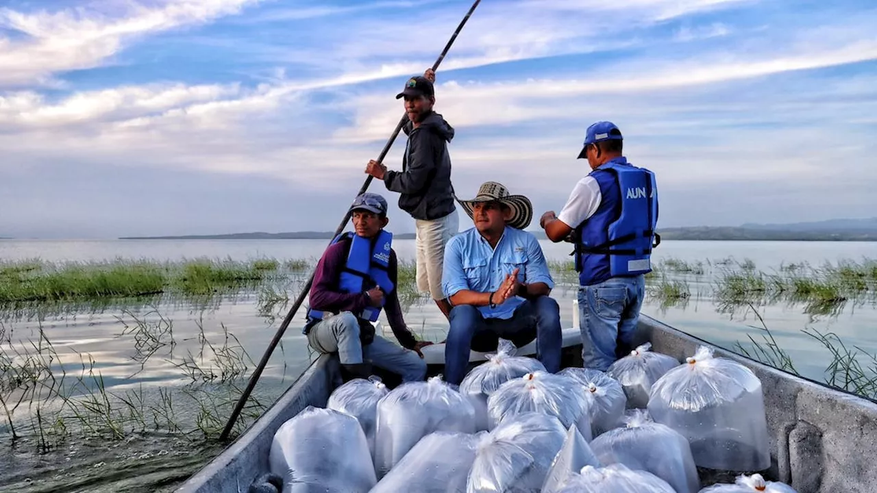 Se siembran 350.000 alevines de bocachico y 10.000 de coroncoro en el embalse de El Guájaro