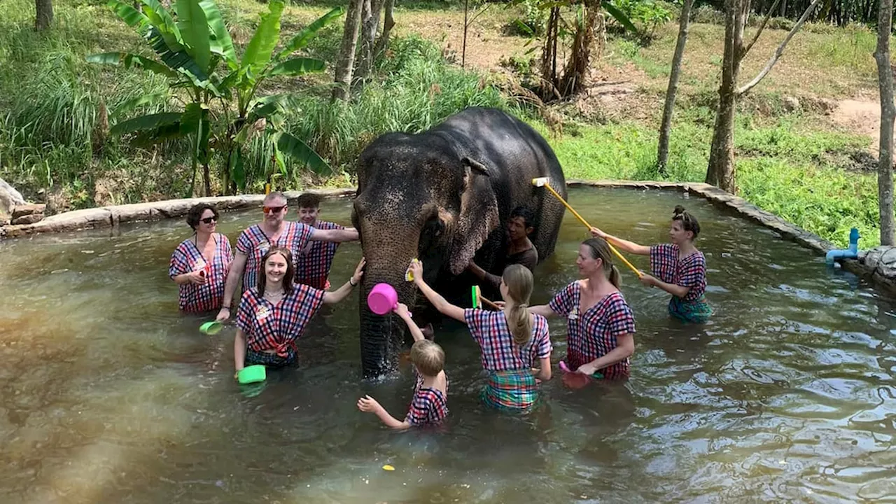 Muere una turista española al ser atacada por un elefante en Tailandia