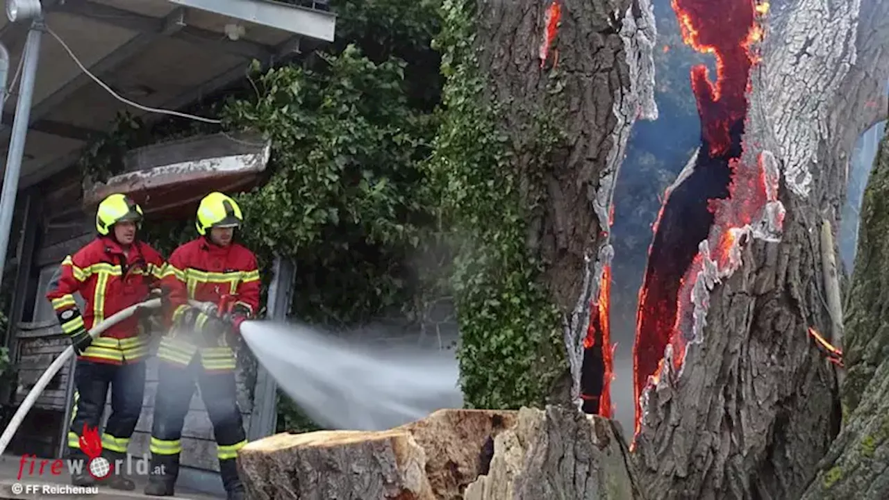 D: Baum am Campingplatz in Reichenau-Mittelzell brennt erneut