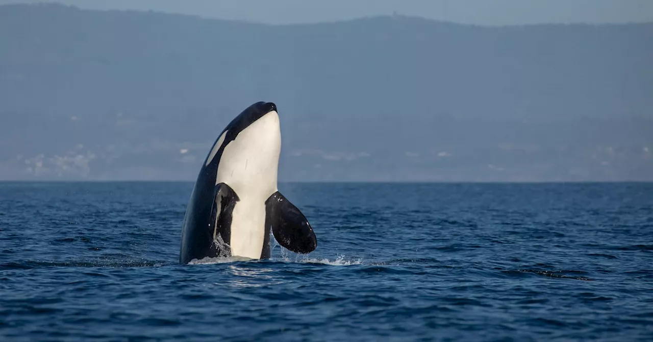 Orca-Mutter Trauert Für Verstorbenes Kalb