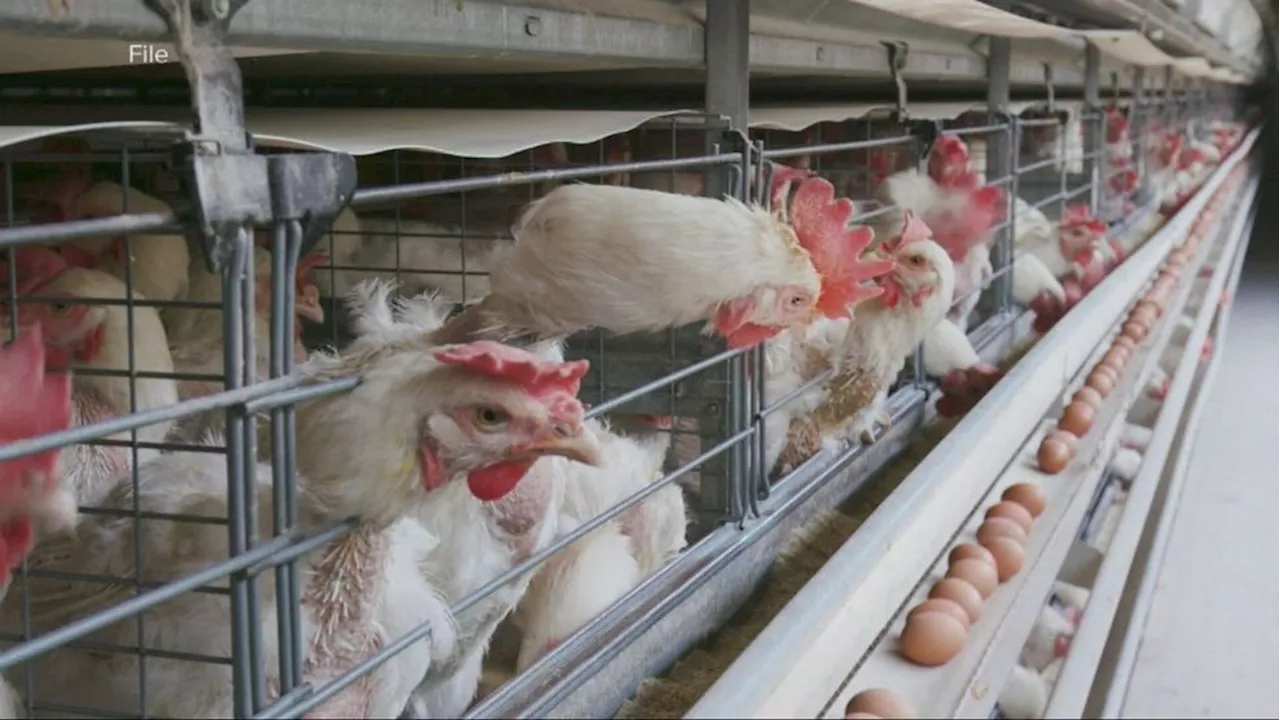 Ohio Faces Bird Flu Concerns Amidst Economic Impact