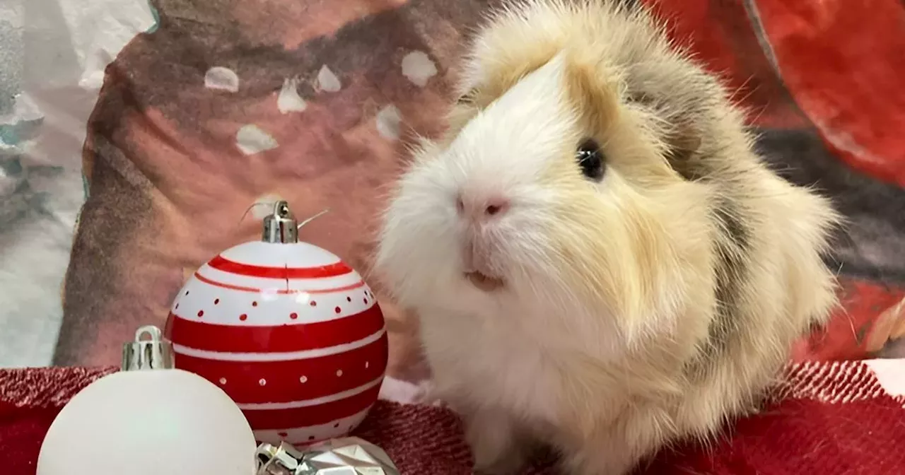 Adorable Glasgow Guinea Pigs Still Searching for Forever Home After 150 Days