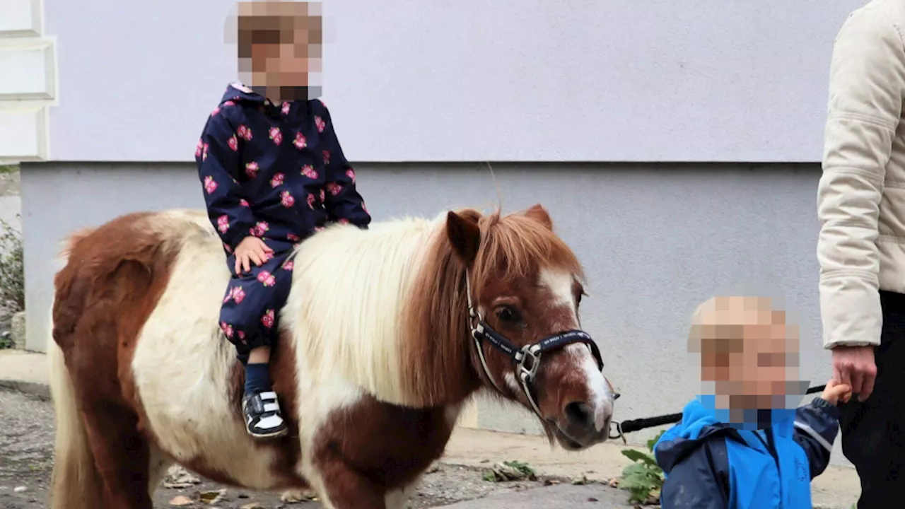  Jäger schoss auf Pony – Familie trauert um 'Bichette'