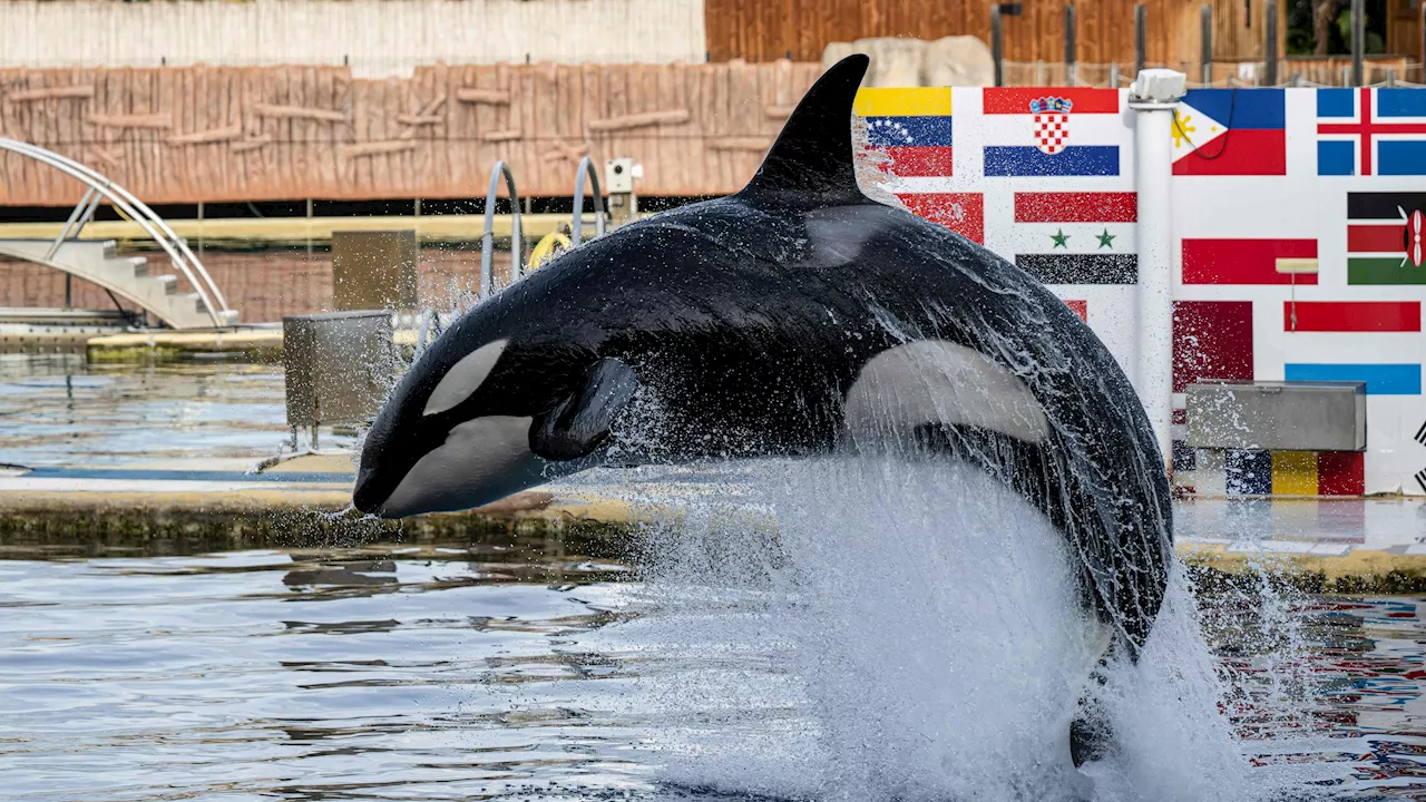 Marineland schließt: Tierschützer feiern Sieg