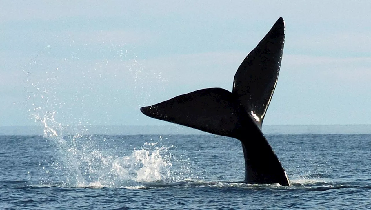 Balene Franche Australi: Vite Straordinariamente Lungi