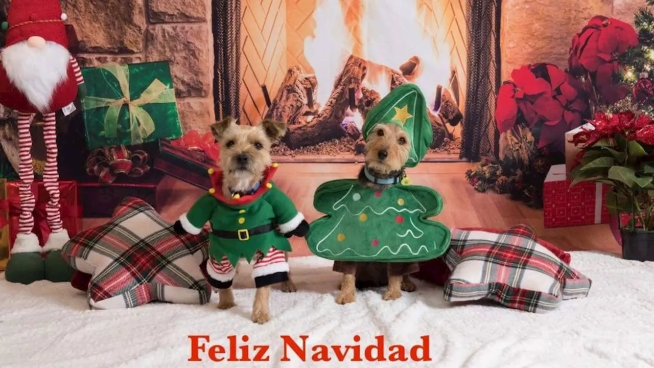 Mascotas navideñas brillan en Cúllar Vega