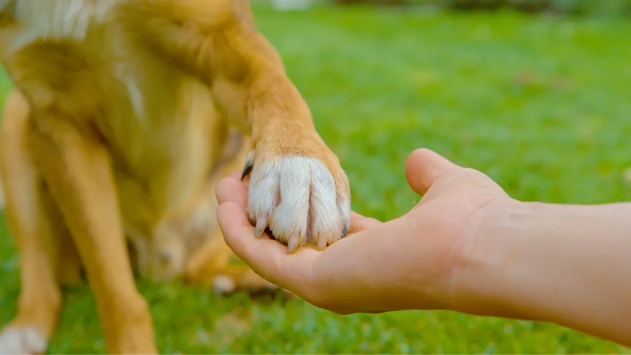 Cambridge investigates hidden brain connections between humans and dogs