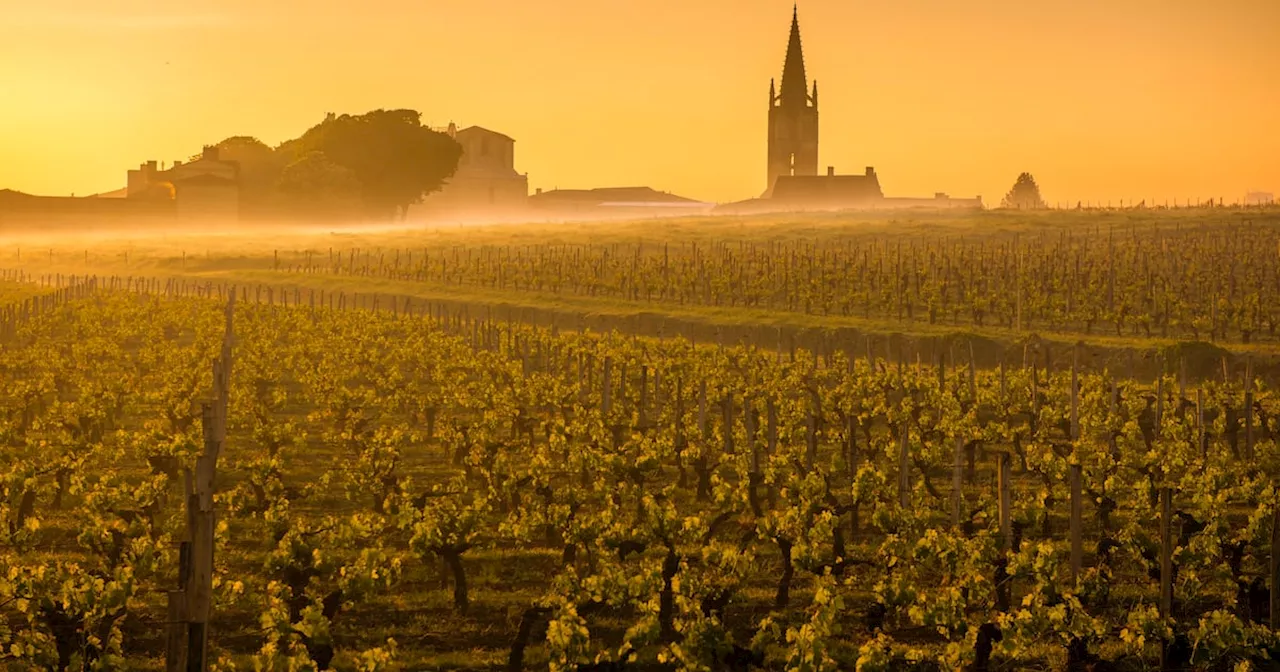 French Red Wine Faces Existential Crisis as Consumption Plummets