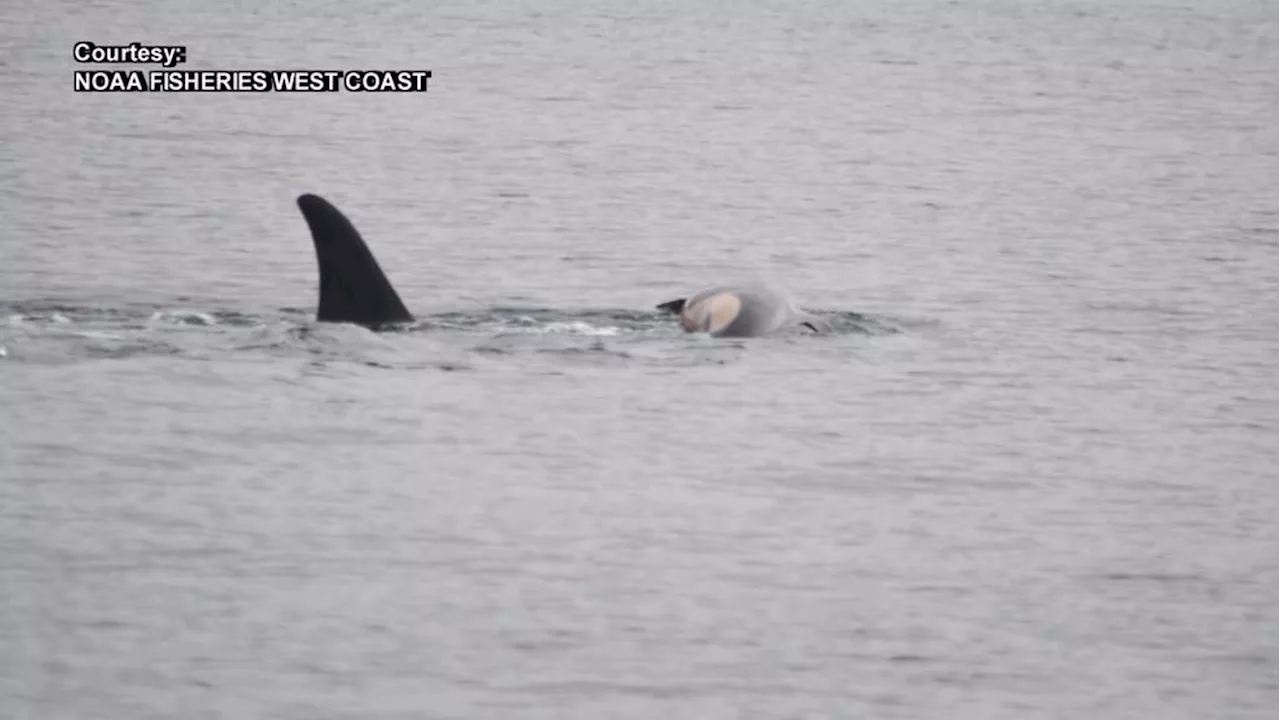 Whale J35 Mourns Dead Calf While Another Calf Joins J Pod