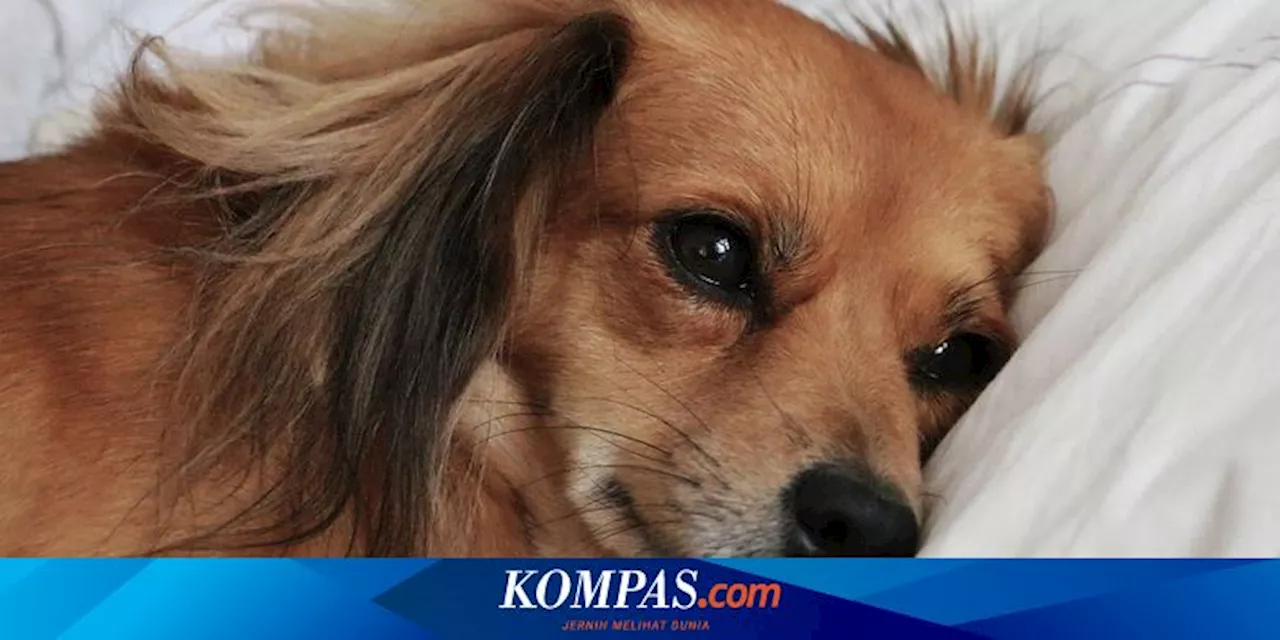 Anjing Pudding Menunggu Keluarga yang Meninggal Dunia dalam Kecelakaan Pesawat