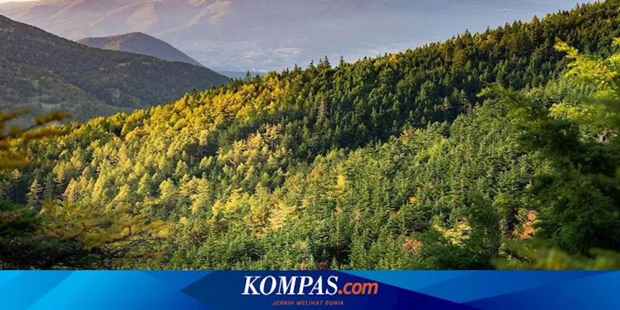 bocah dijumpai selamat setelah berkeliaran di taman nasional selama enam hari