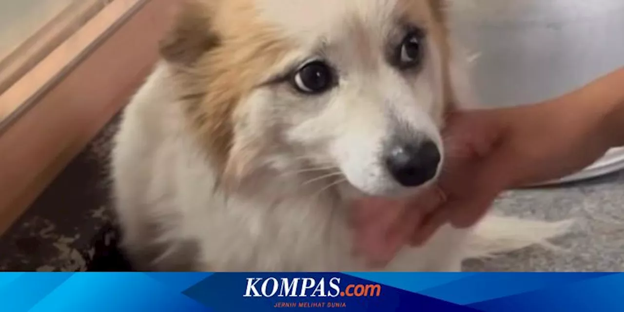 Kisah Haru Anjing Setia Menunggu Pemiliknya yang Tewas Dalam Kecelakaan Pesawat Jeju Air