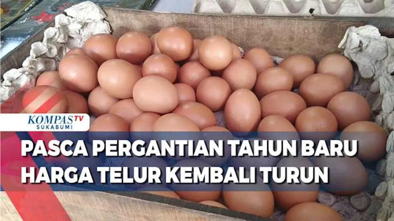 Harga Telur Ayam Negeri Turun Pasca Natal dan Tahun Baru