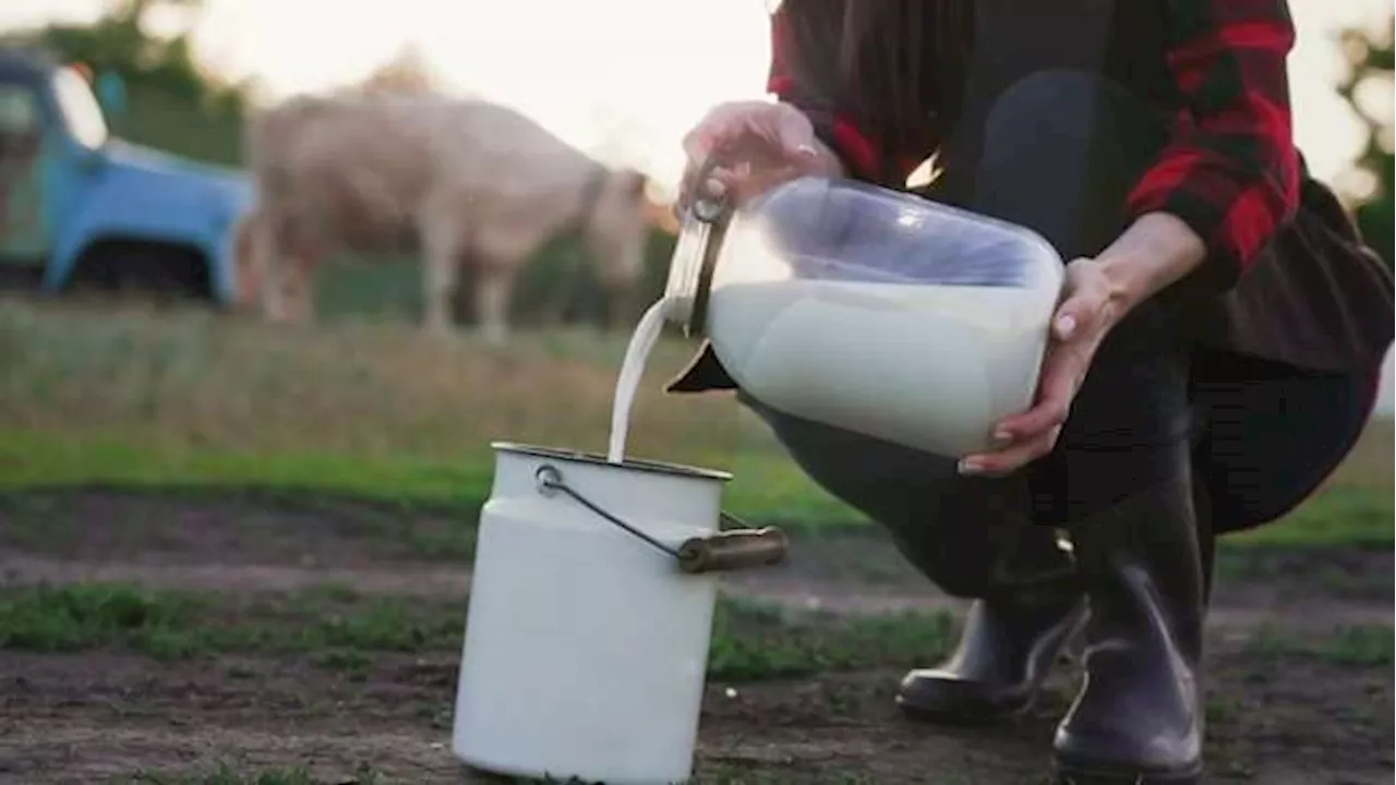 San Antonio doctor explains raw milk’s effect on bird flu cases among humans