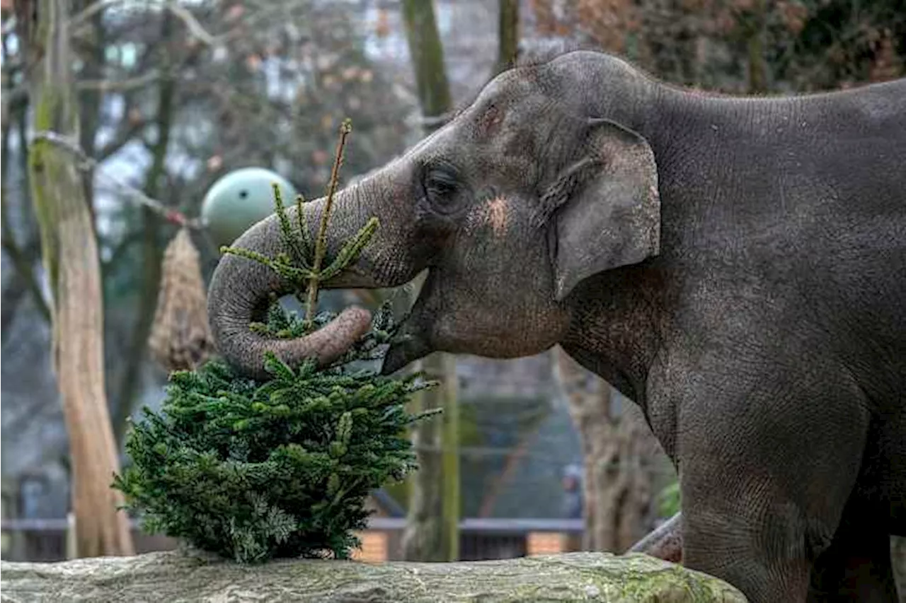 Zoo Animals Enjoy Christmas Trees on New Year's Day