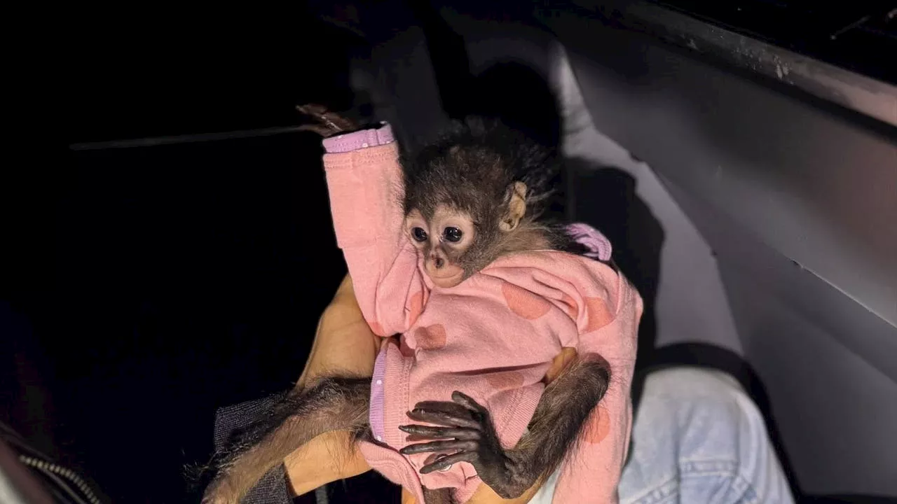 Spider Monkey Seized in DUI Traffic Stop Finds Home at Oakland Zoo