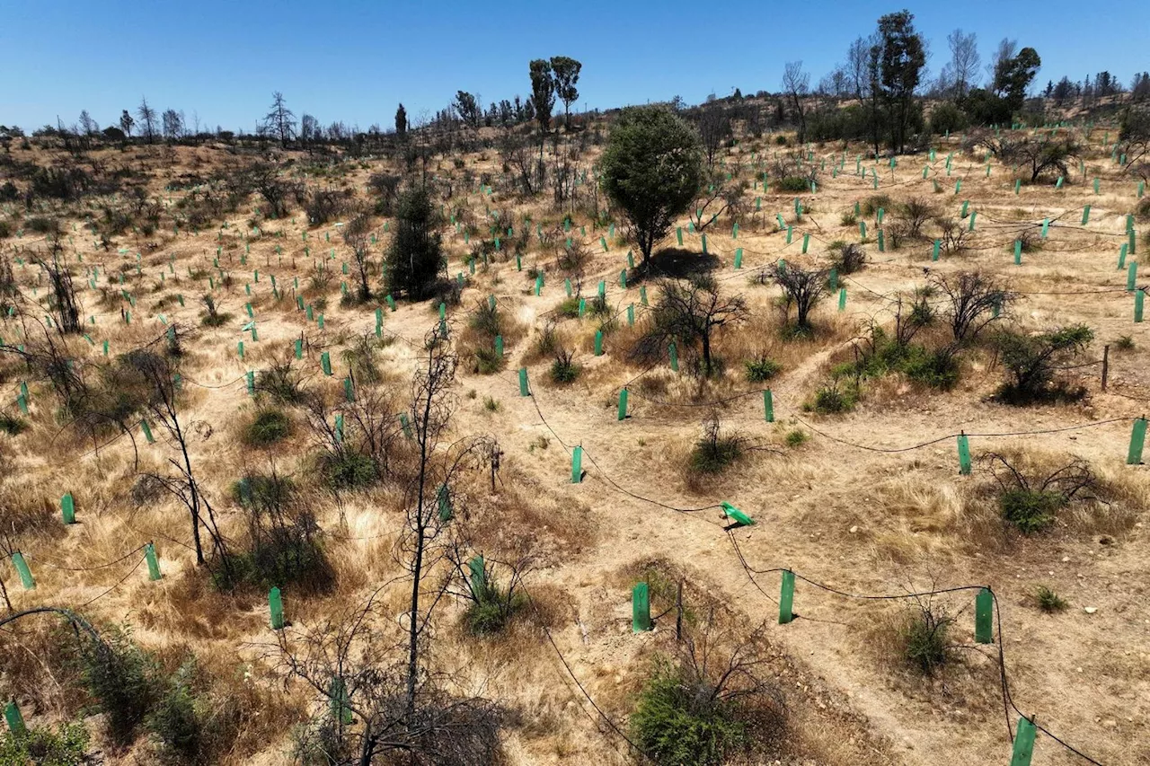 Chili : la renaissance d'un jardin botanique avec des espèces résistantes aux incendies