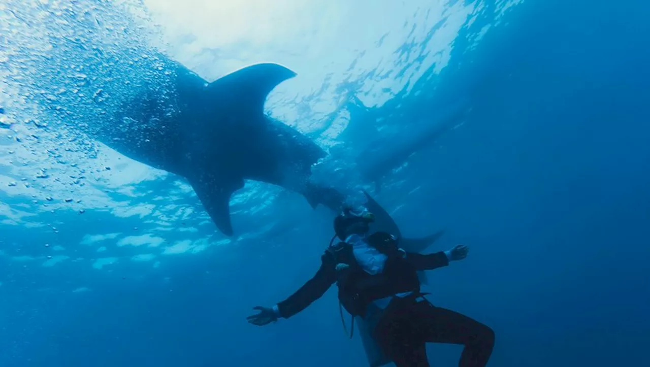 Un Adjudant Décédé Après une Attaque de Requin en Nouvelle-Calédonie