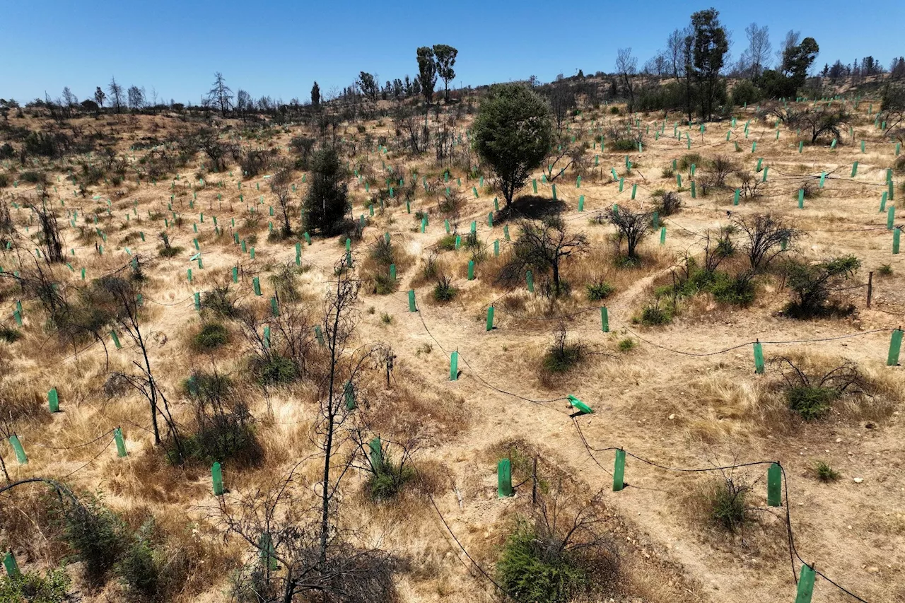 Le Jardin Botanique de Viña del Mar Dévasté par les Incendies