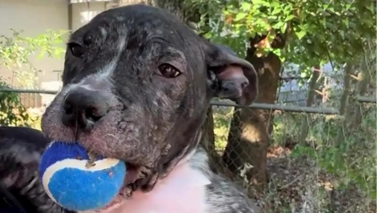 Un Cane Abbandonato ritrova la Gioia grazie a una Pallina da Tennis