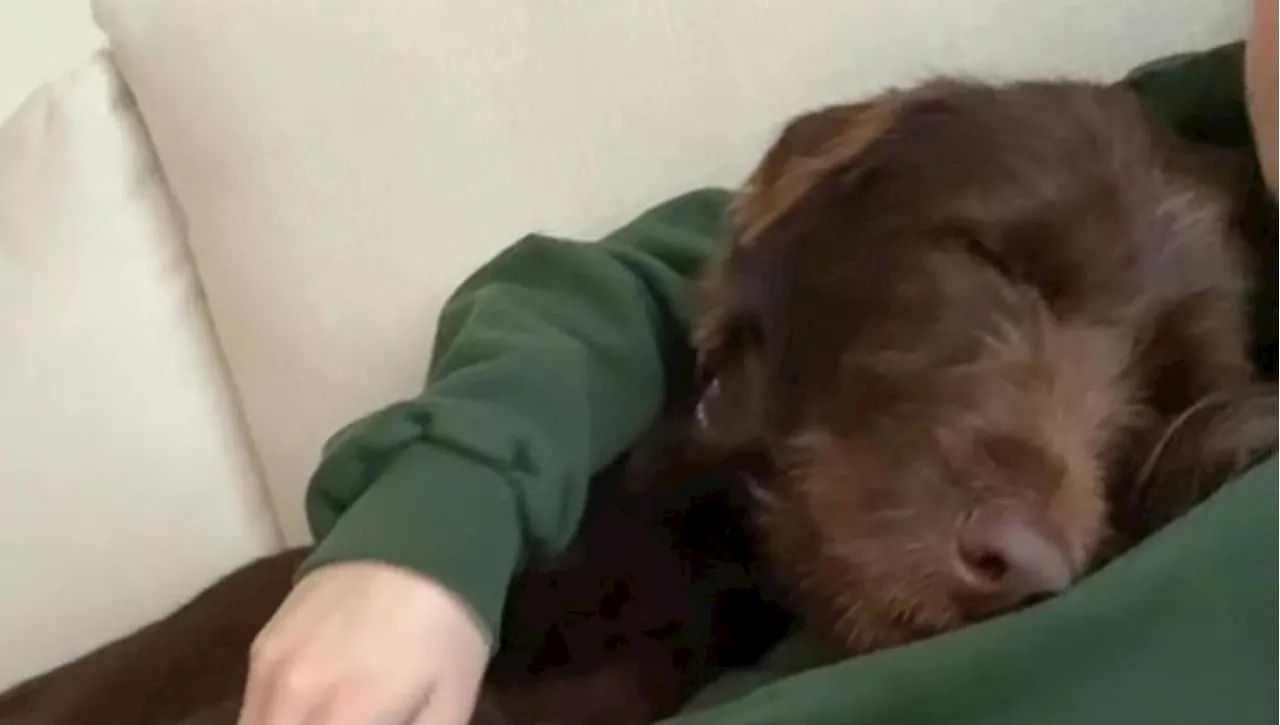 Un cane randagio trova la sua famiglia grazie a un video virale