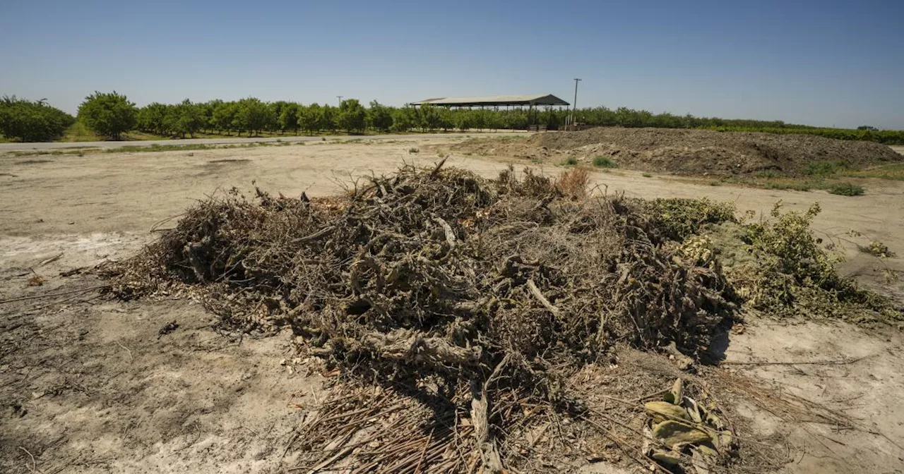 San Joaquin Valley Implements Near-Complete Ban on Agricultural Burning