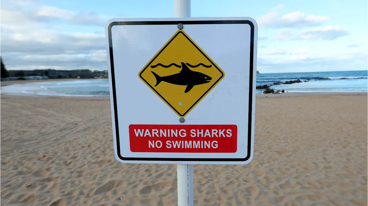 Surfer Missing After Possible Shark Attack in Australia