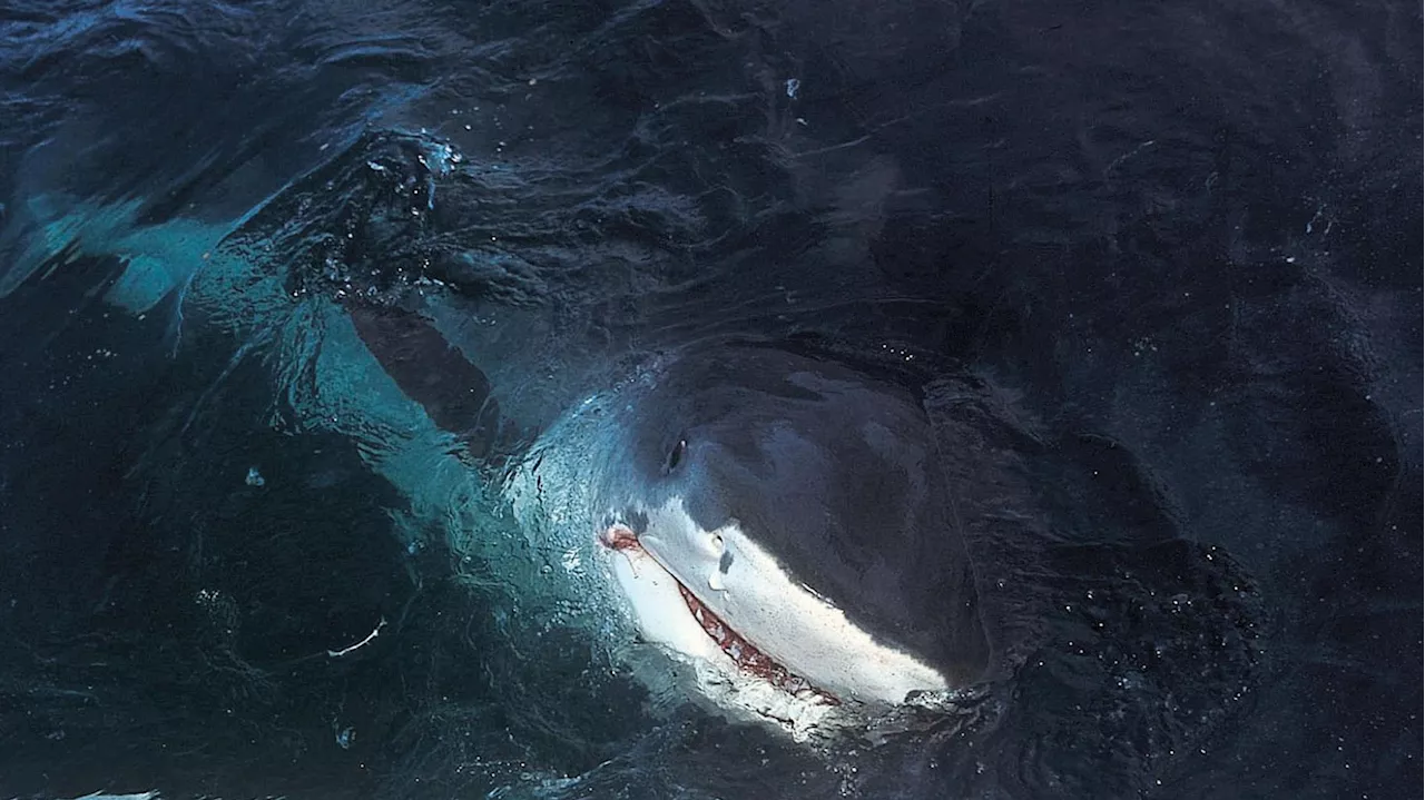 Nouvelle-Calédonie : après une attaque de requin, un quadragénaire succombe à ses blessures