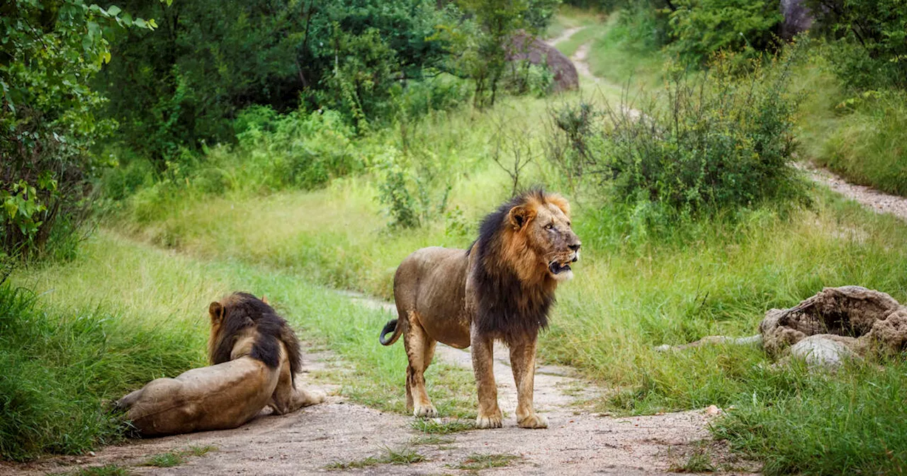 Miracle au Zimbabwe : Un enfant de 7 ans retrouvé vivant après 5 jours dans un parc rempli de lions