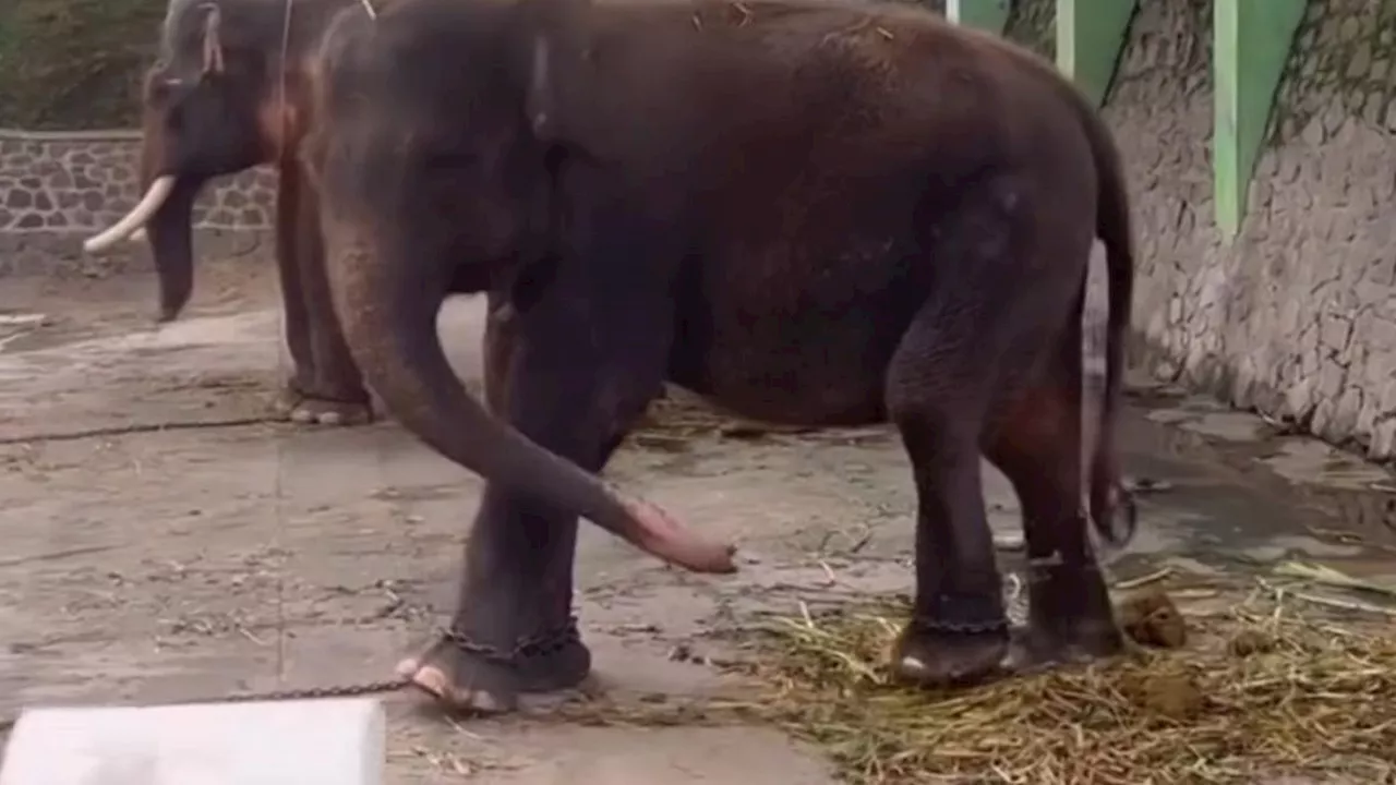 Kandang Kurang Layak dan Dirangkai: Gajah di Waduk Gajah Mungkur Divonis Kasian