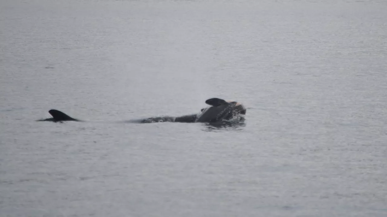 Endangered Orca Repeats Tragic Grief Display by Carrying Dead Calf