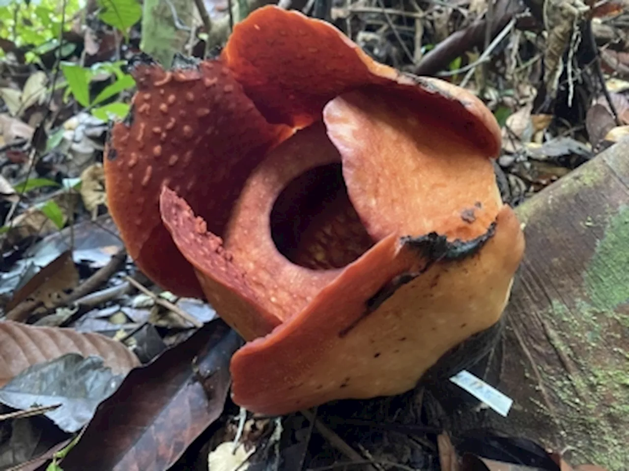 Rafflesia Expected to Bloom Fully in Sarawak's Gunung Gading National Park