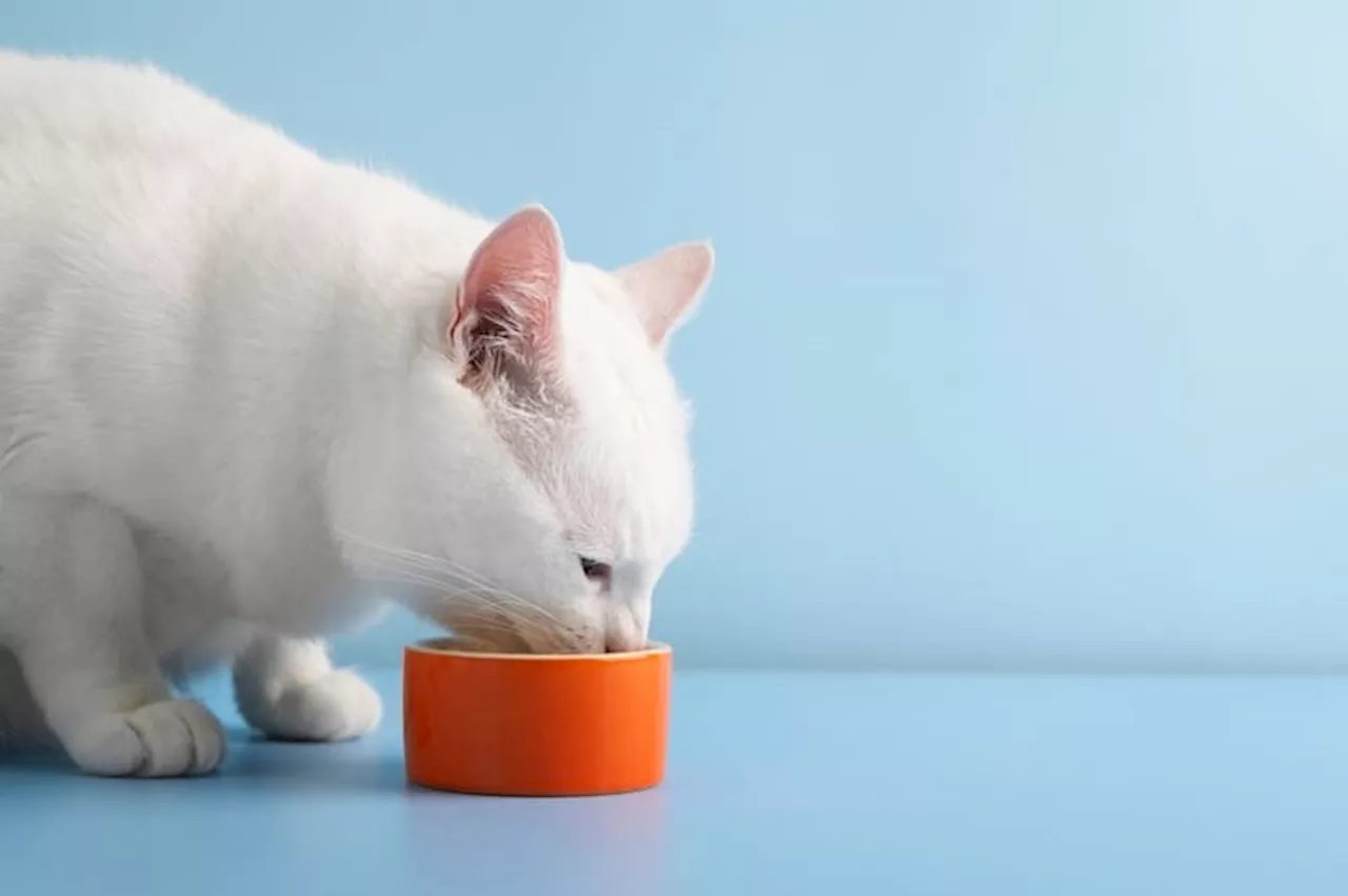 Peringatan Flu Burung H5 pada Makanan Kucing