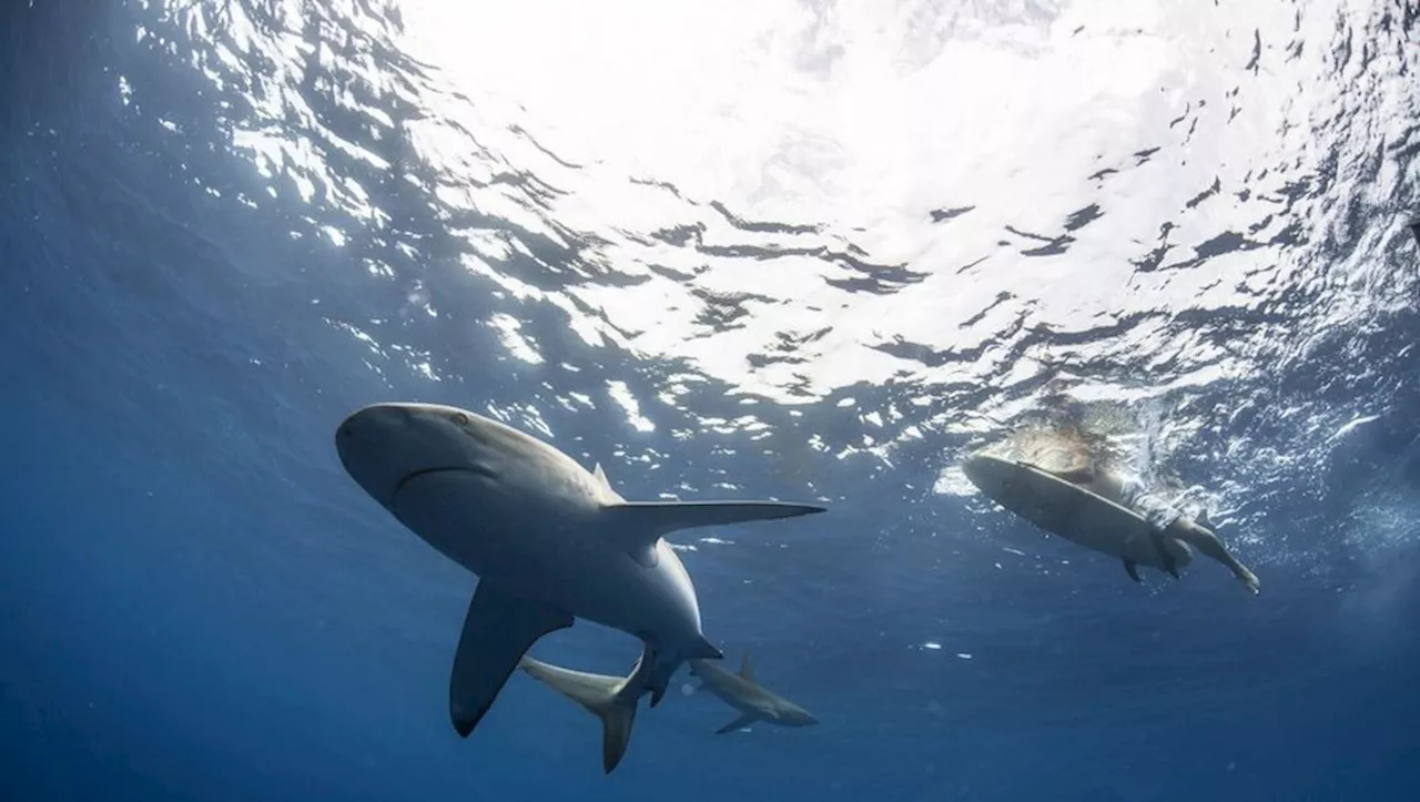 Surfeur Disparu en Australie Peut-être Victime d'une Attaque de Requin