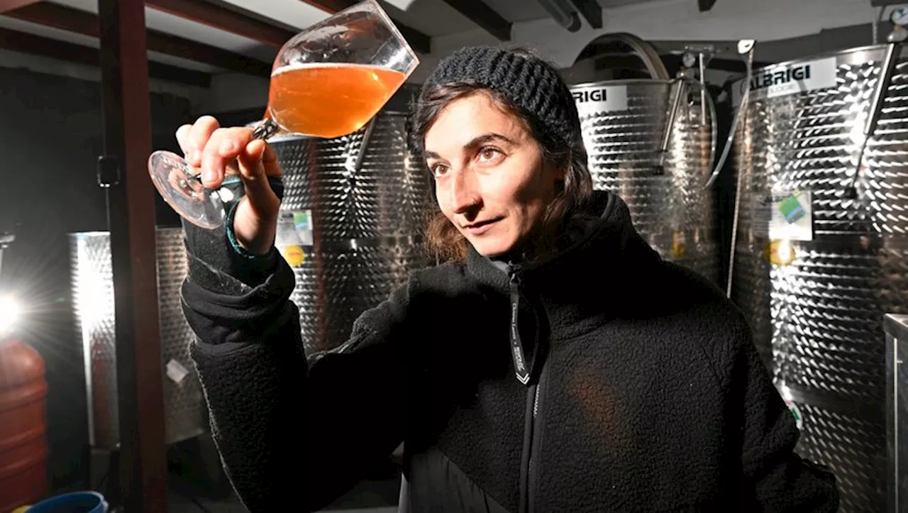 Une jeune Montpelliéraine produce du cidre dans l'Hérault