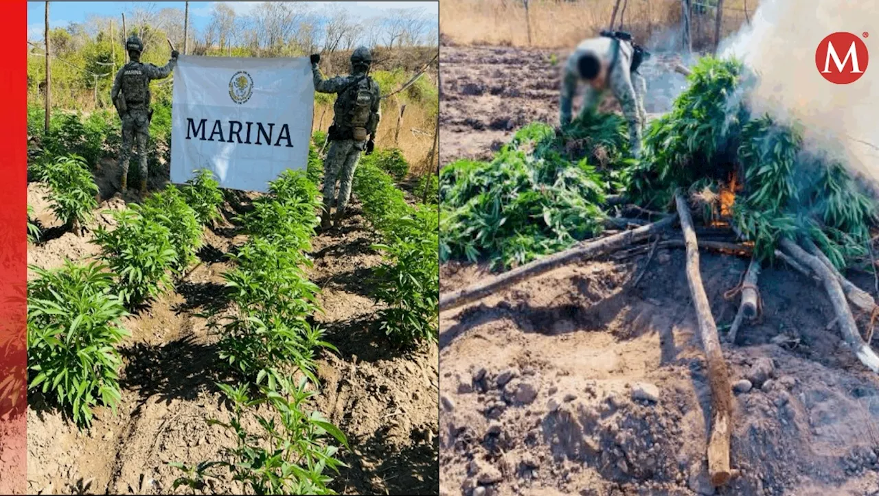 Aseguran autoridades 13 plantíos de mariguana en Sinaloa, Chihuahua, Durango y Guerrero