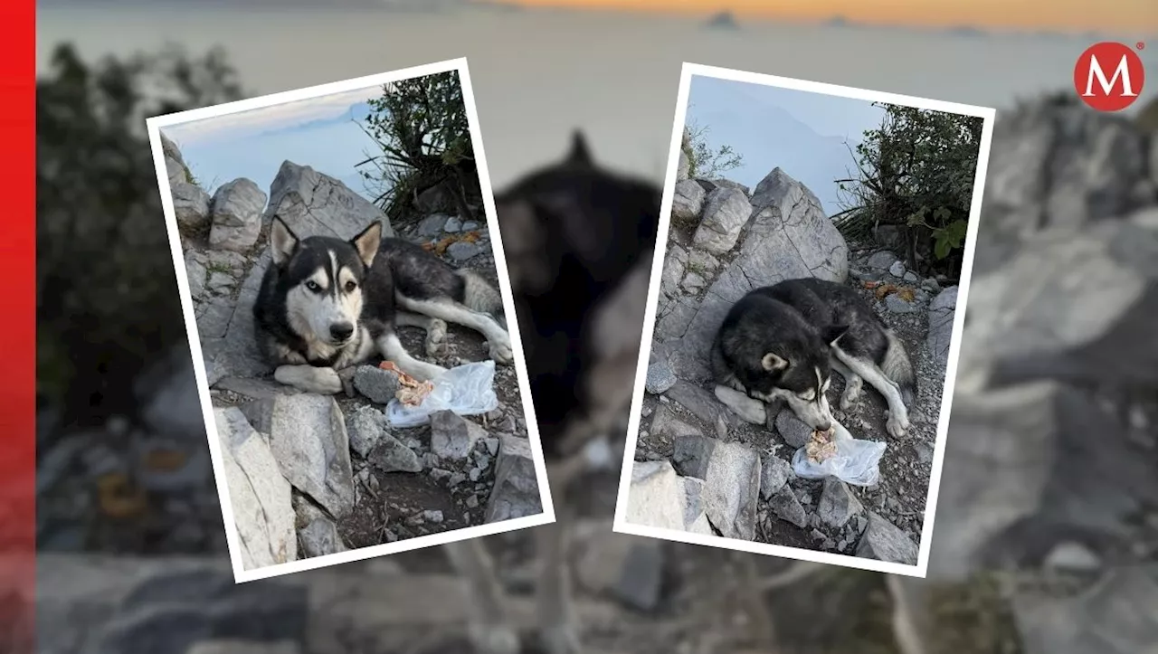 Reportan perrito Husky abandonado en Cerro de la Silla; rescatistas lanzan búsqueda