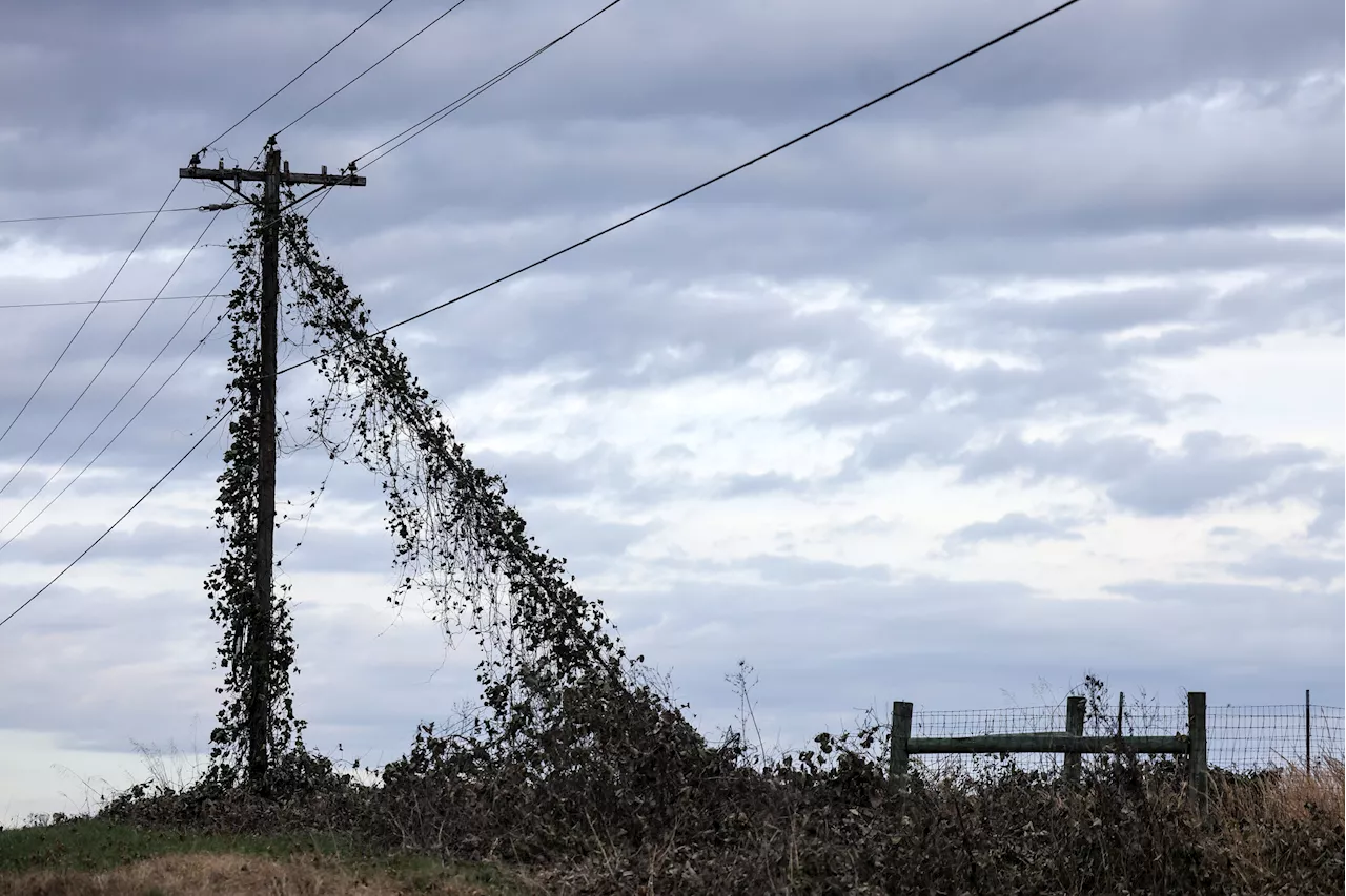 A Real Twisted Animal: Reeling from Power Outages in Holly Springs