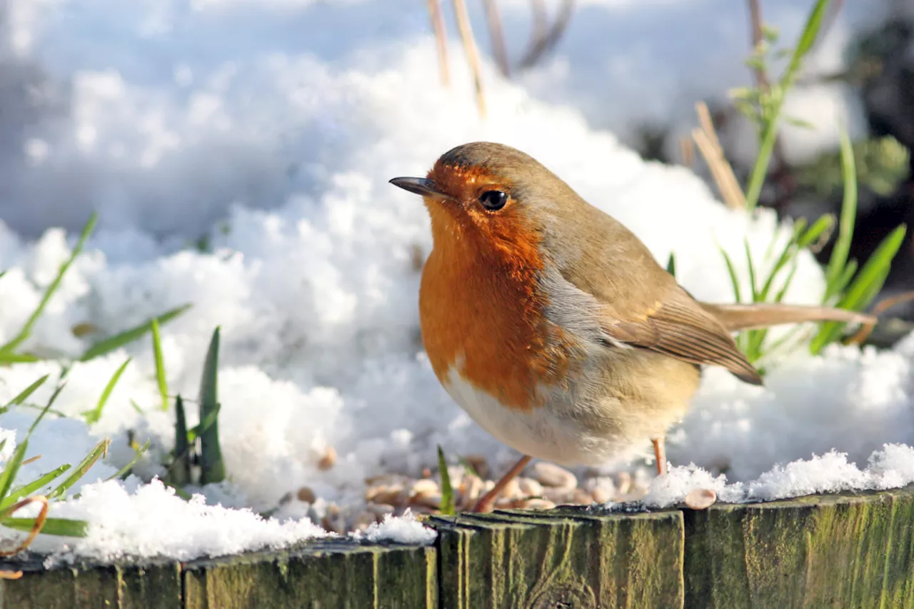 Help Garden Robins Survive the Cold