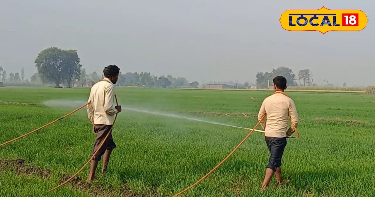 गेहूं की फसल में खरपतवार प्रबंधन