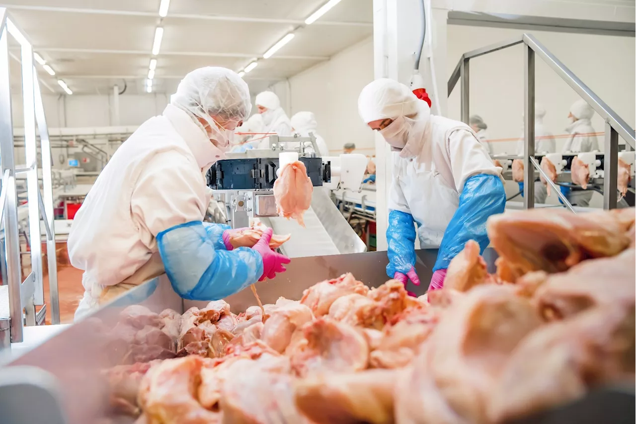 Mild H5N1 Cases in US Poultry and Dairy Workers Raise Concerns