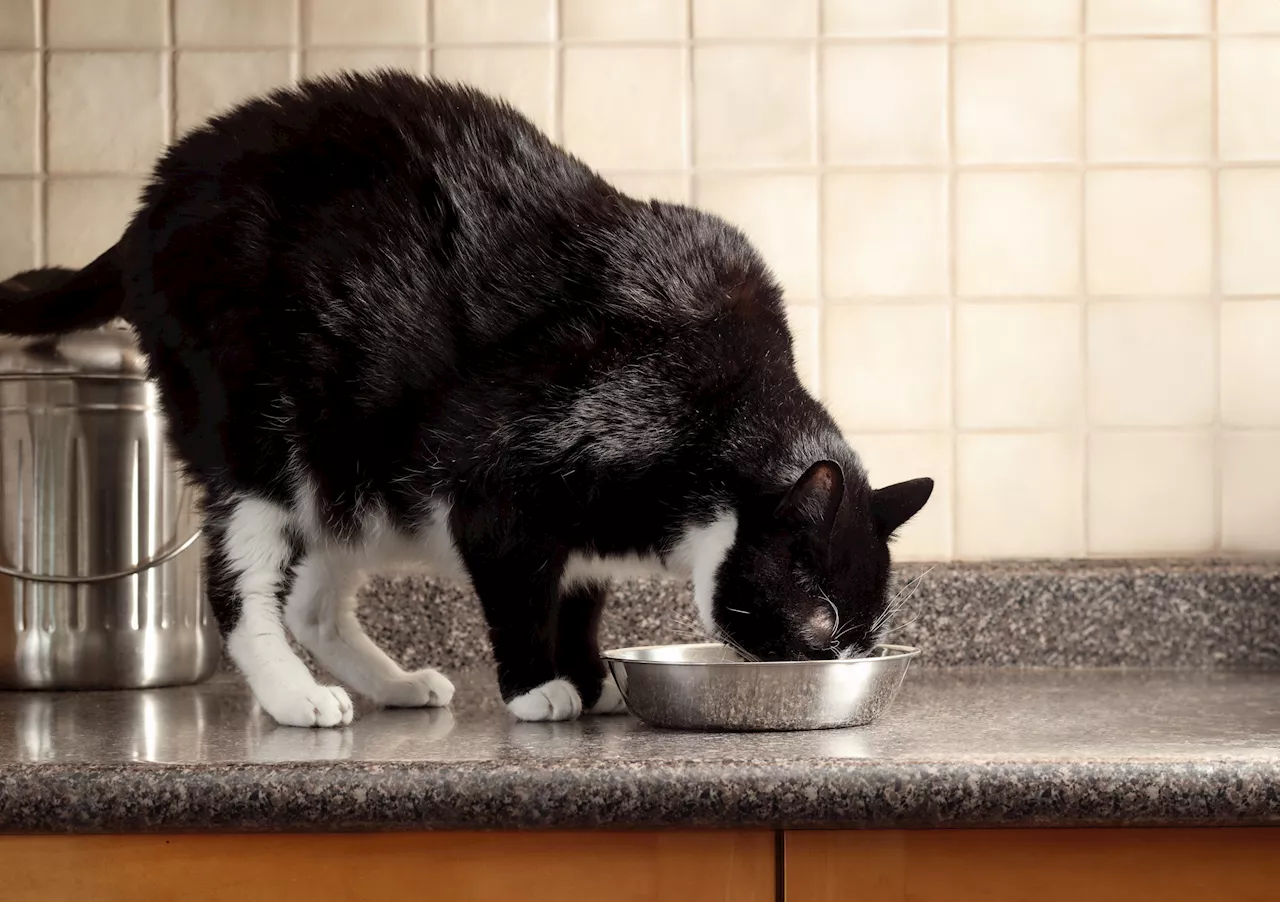 Cat Prefers Simple Bowl to Luxury Pet Fountain