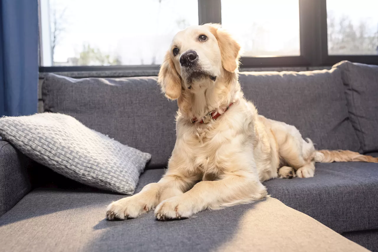 Dog's Confused Reaction to Foster Pup Goes Viral on TikTok