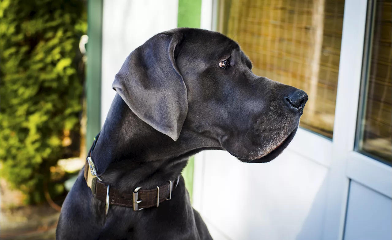 Great Dane Destroys Tempur-Pedic Bed in Hilarious TikTok Video