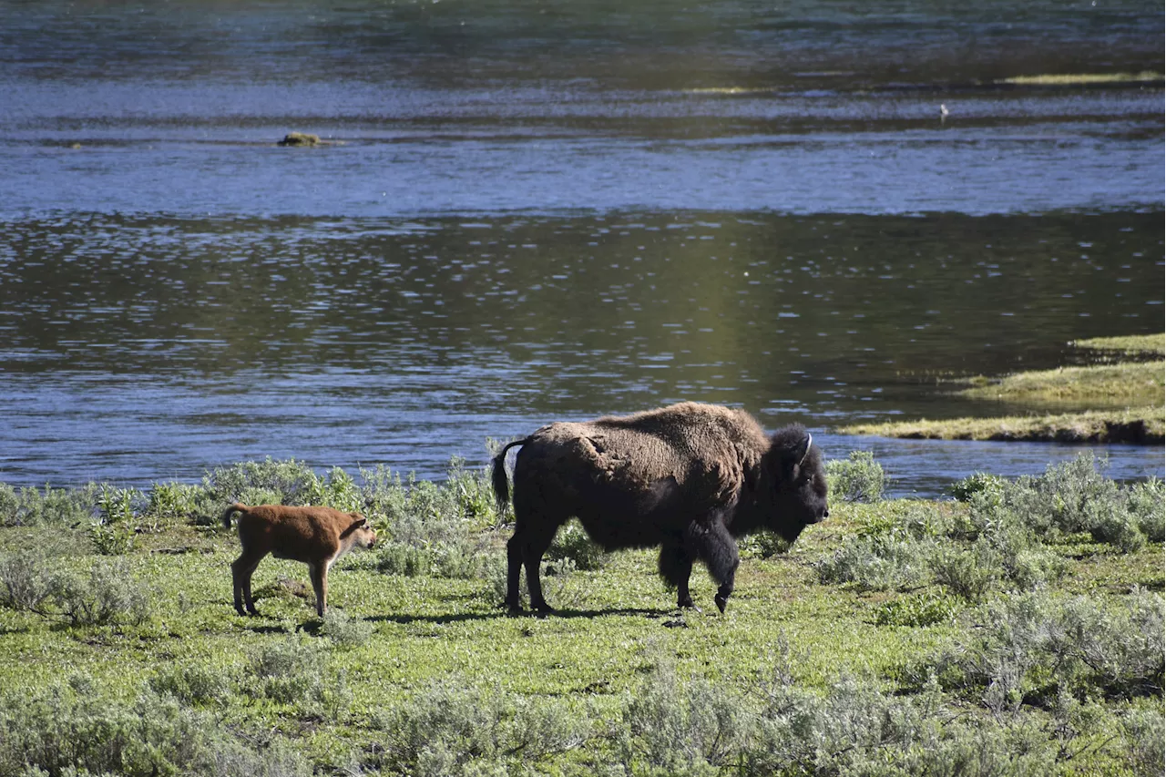 Montana Sues Yellowstone National Park Over Bison Management