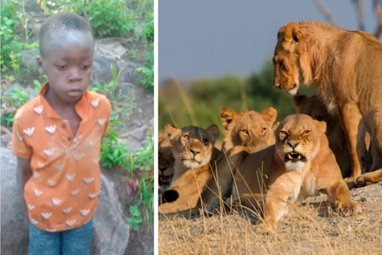 Jongen (8) overleeft vijf dagen in natuurreservaat vol leeuwen en olifanten