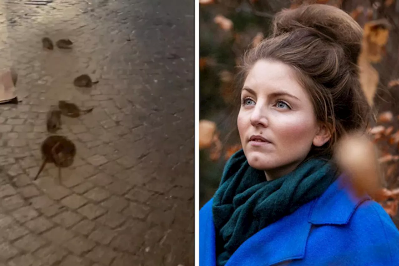 Rattenoverlast in Brussel: een uitdaging waar we mee moeten leren leven